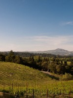 {Sonoma} A Trip Down the Wine Road