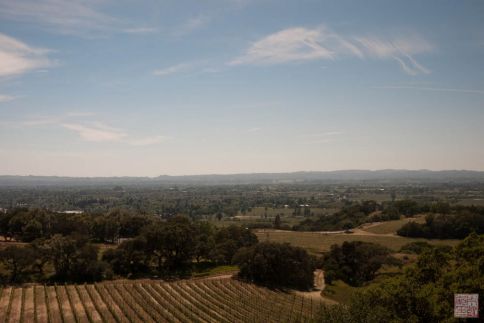 paradise ridge winery view