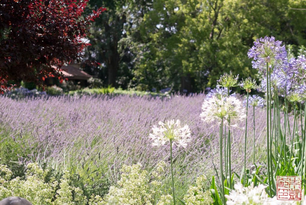 Trefethen Lavender