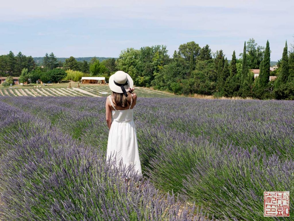 Lavender Fields