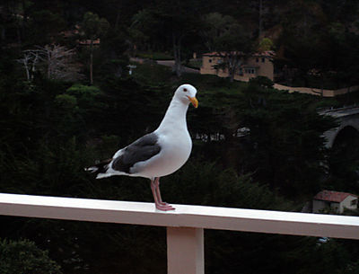 Gullfriend