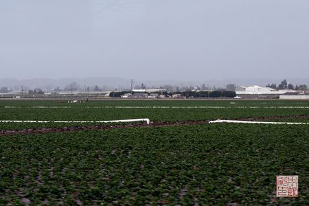 Strawberryfields